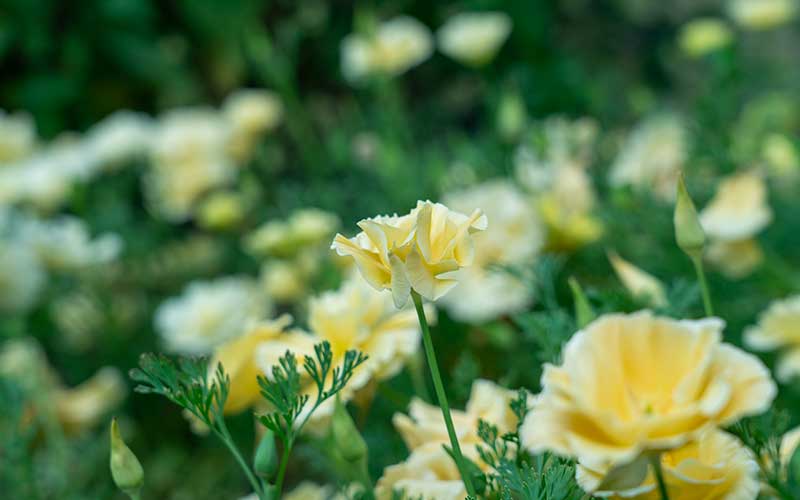 California Poppy Cream Swirl - 100 seeds