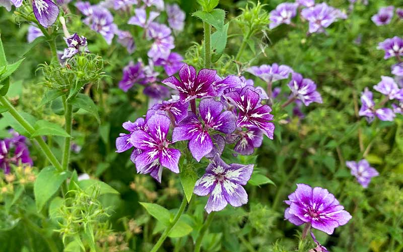 Einjährige Phlox Sugar Stars aus Samen ziehen: Einfache Schritte – The Farm  Dream
