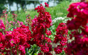 Matthiola (Stock) Cerise Rouge - 100 graines