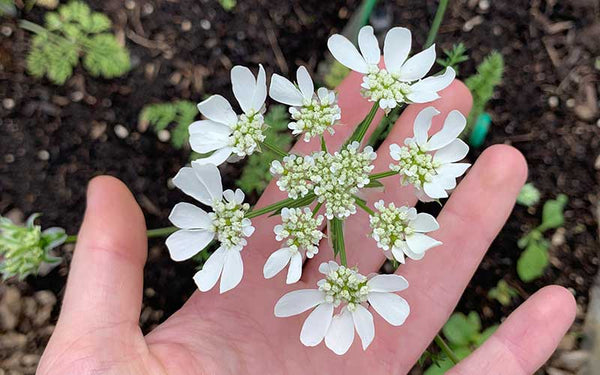 White lace flower Orlaya grandiflora 50 seeds