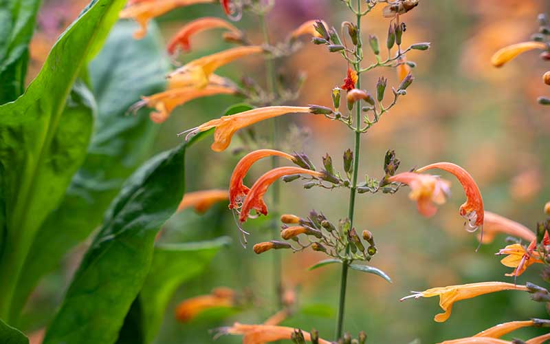 Agastache Abricot sprite (Hysope) - 35 graines