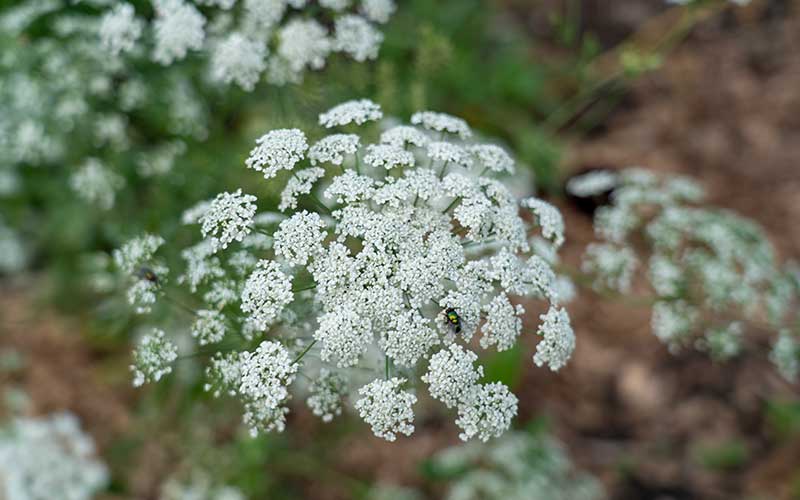 ammi flower seeds Ammi visnaga Green Mist