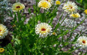 Calendula Ivory Princess (Ringelblume) - 100 Samen