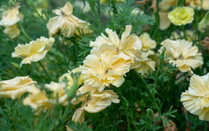 California Poppy Cream Swirl - 100 seeds