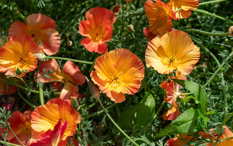 Kalifornischer Mohn, Aprikosen-Chiffon