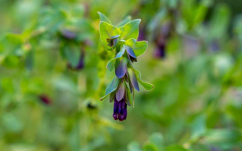 Honeywort (Cerinthe) - 50 seeds