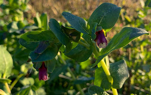 Honeywort (Cérinthe) - 50 graines