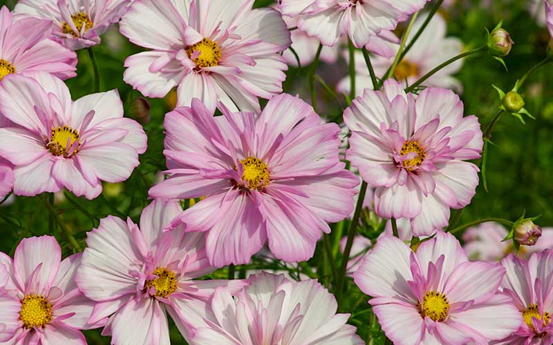 Cosmos Collarette - 50 seeds