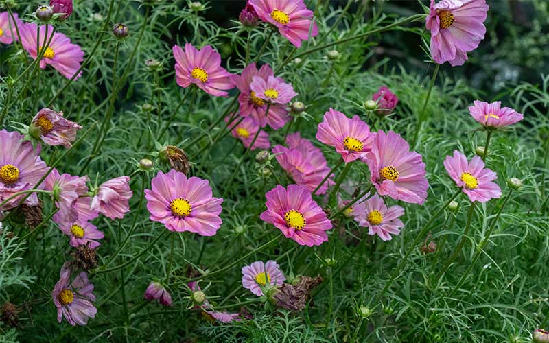 Cosmos Xsenia Zaden voor Prachtige Tuinbloemeni – The Farm Dream