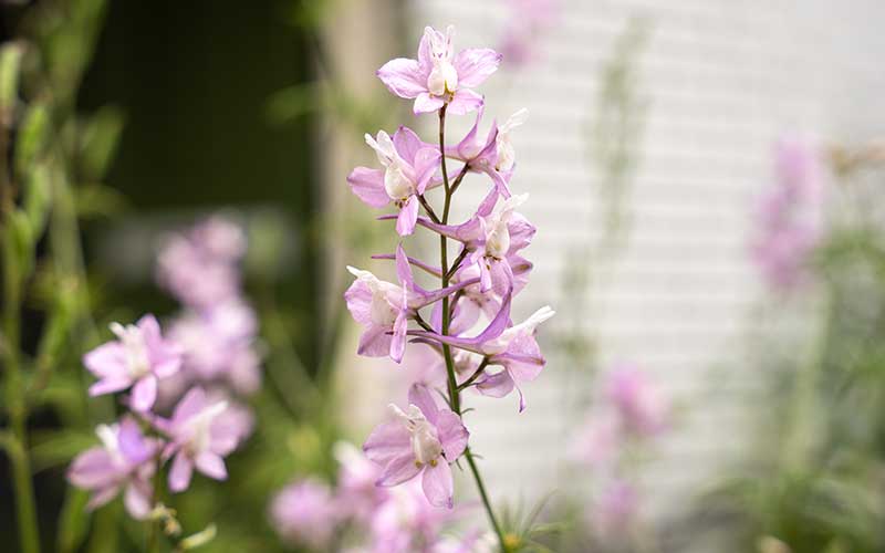 Delphinium Belladonna (Larkspur) - 150 graines