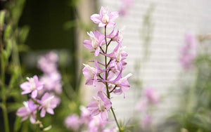 Delphinium Belladonna (Leeuwerspoor) - 150 zaden