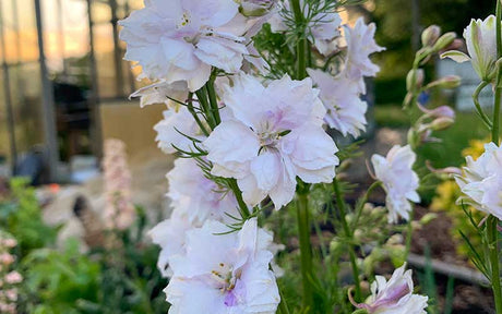 Delphinium Smokey Eyes (Larkspur) - 150 seeds