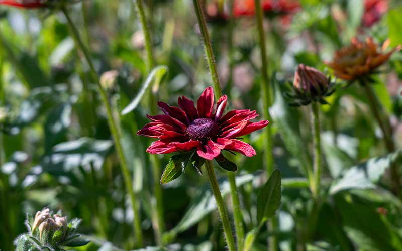 Rudbeckia hirta Cherry Brandy - 50 graines