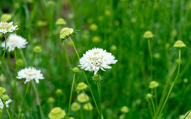 Scabiosa Snowmaiden - 50 seeds