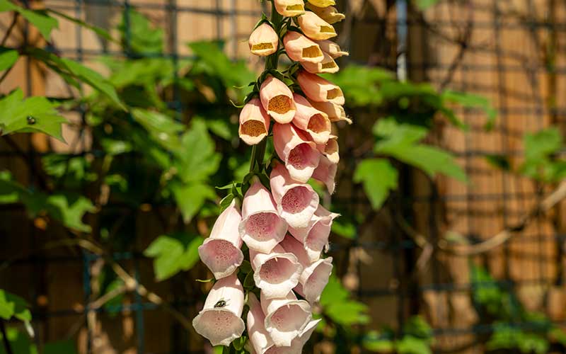 Foxglove Dalmatian Peach - 50 seeds