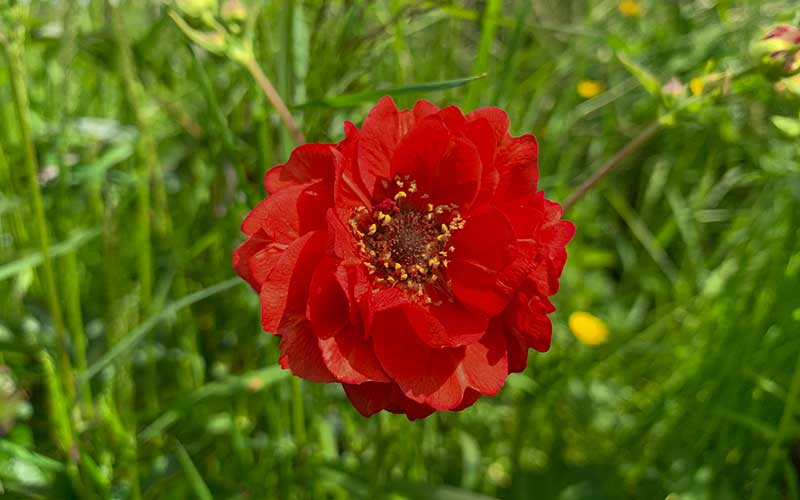 Geum Chiloense Red Dragon Seeds – Early Summer Blooms with Vibrant ...