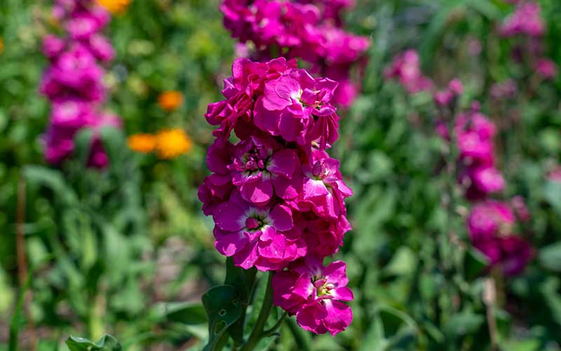 Matthiola (Stockrose) - 100 Samen