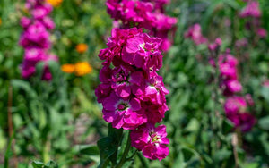 Matthiola (Stockrose) - 100 Samen