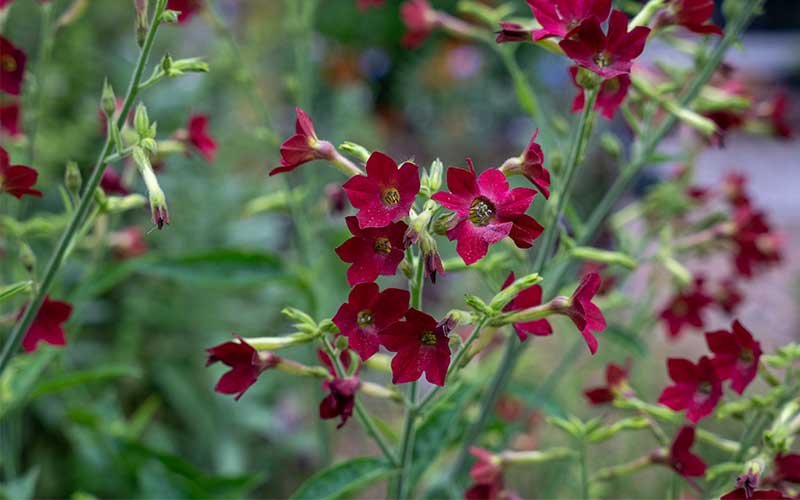 Flowering Tobacco Baby Bella (Nicotiana mutabilis) - 50 seeds