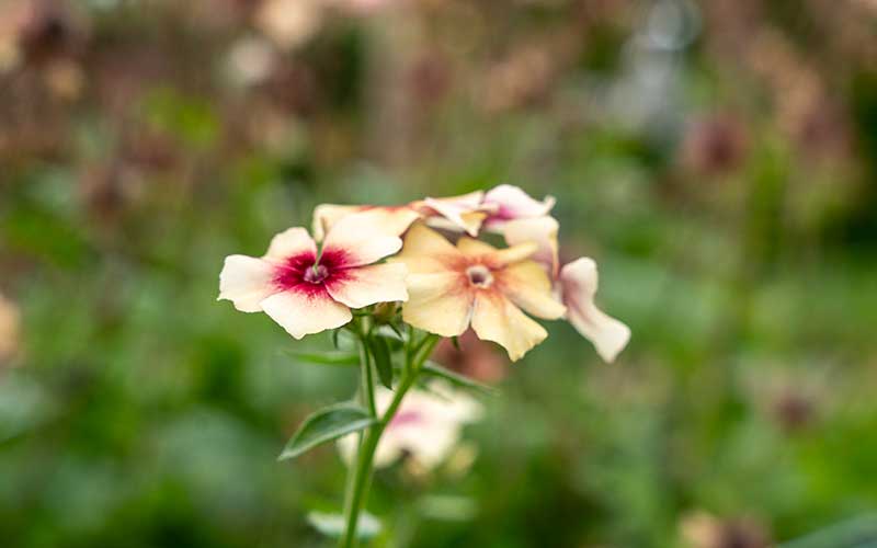 Phlox Cerise Caramel - 150 graines