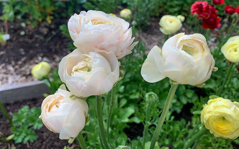 Ranunculus - Perfect pastel - 10 corms - large size