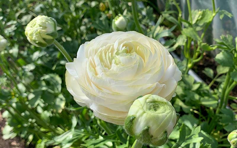 Ranunculus - Silky White - 10 corms - large size