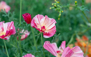 California Poppy Rose Chiffon - 100 seeds