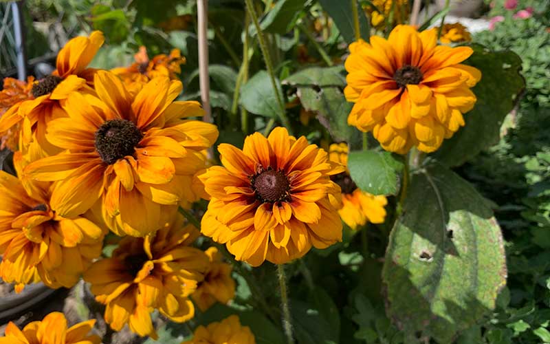 Rudbeckia hirta Cherokee Sunset - 100 graines