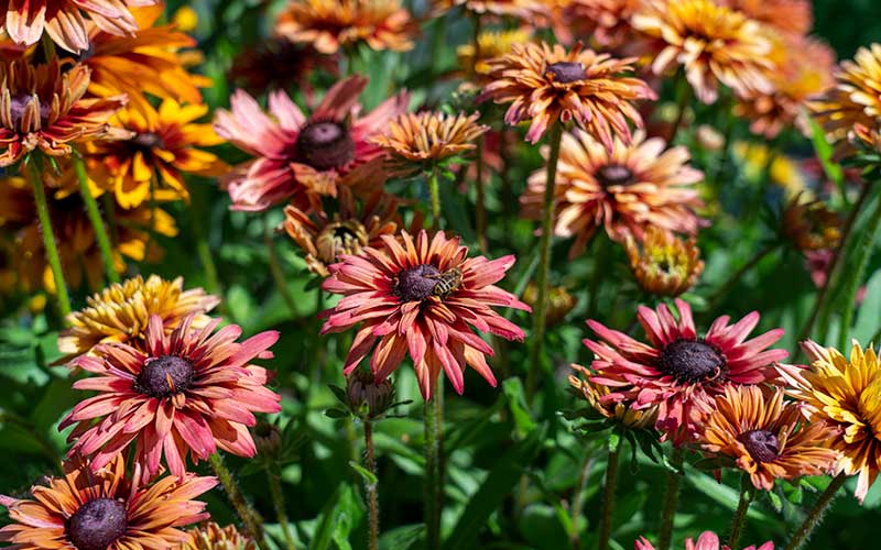 planting rudbeckia from seed Grow Rudbeckia Sahara for Stunning Double Blooms in Warm Tones – The Farm  Dream