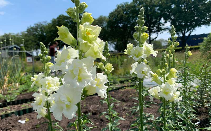 Double Snapdragon Madame Butterfly Ivory - 50 seeds