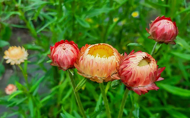 Strawflower Salmon Rose - 300 seeds