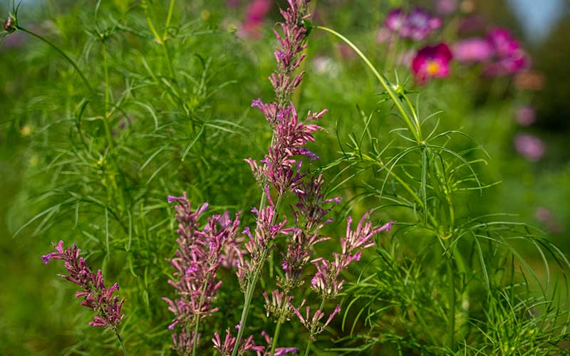 Agastache Heather Queen (Hyssop) - 50 seeds