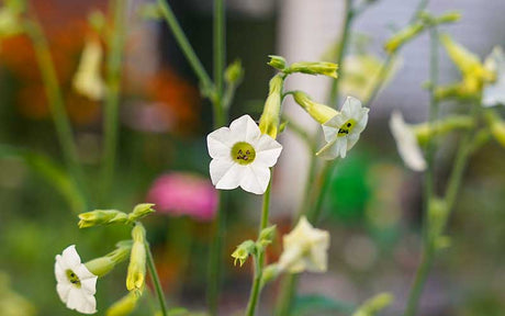 Blühender Tabak-Eibisch (Nicotiana mutabilis)