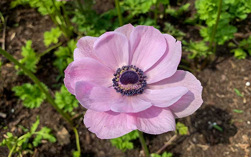 Anemone Unicorn - 10 corms - Large size