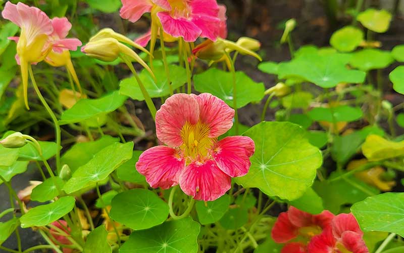 Tropaeolum Cherry Rose (Capucine) - 35 graines