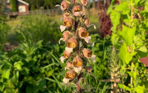 Foxglove Cafe Creme - 50 seeds (perennial)