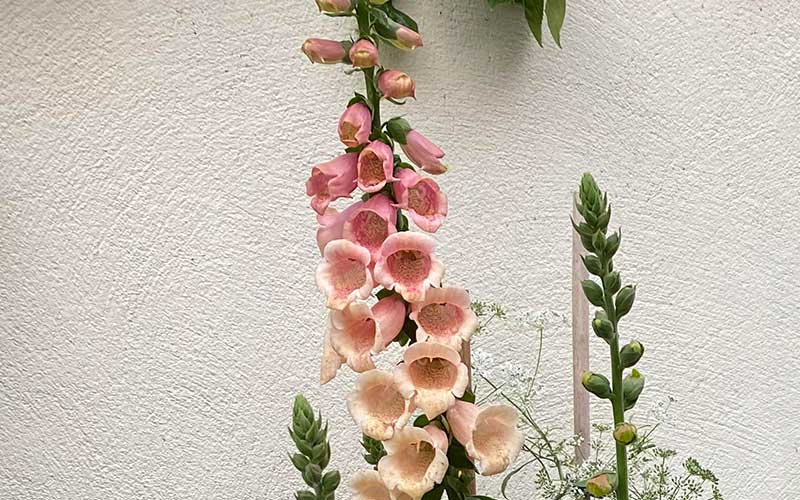 Foxglove Dalmatian Peach - 50 seeds