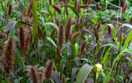 Foxtail Millet Red Jewel - 250 seeds