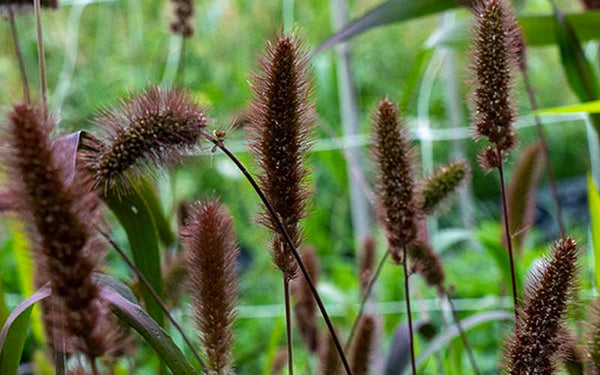 foxtail-millet-red-jewel-seeds