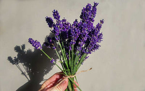 True Lavender