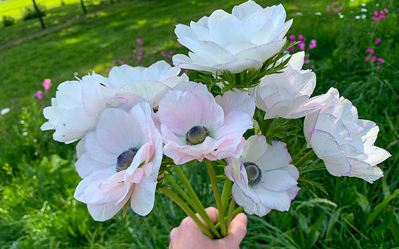 Anemone white with blush - 10 corms - large size