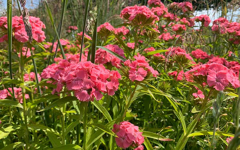 Saumon Dianthus (Sweet William) - 50 graines