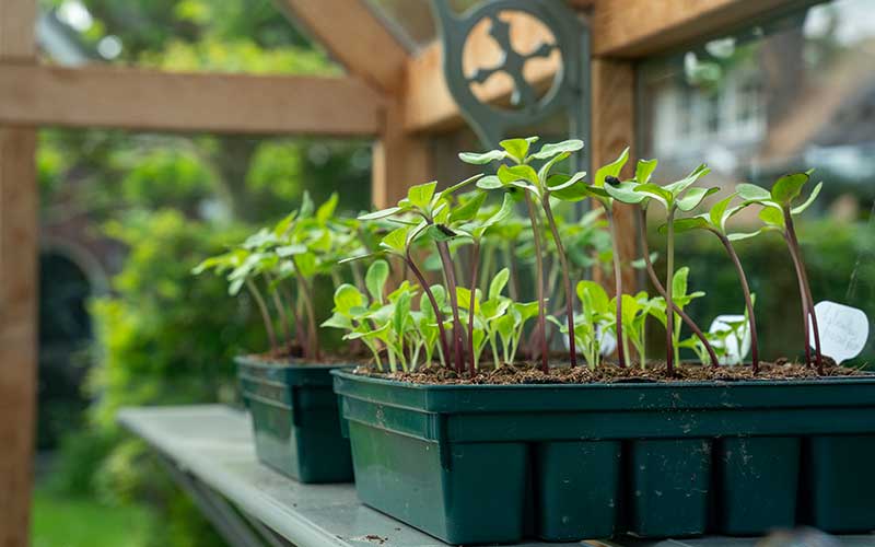 Containerwise® Propagator Base tray and lid set (Charles Dowding and Huw Richards)