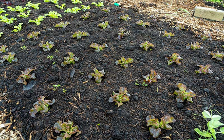 Iceberg Lettuce - Rouge Grenobloise