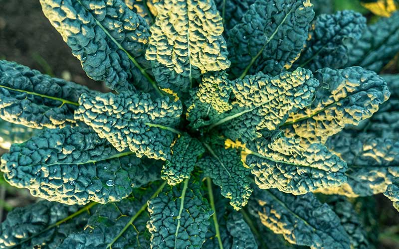 Black leaf kale - Nero di Toscana