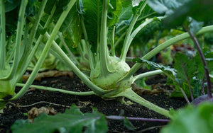 Kohlrabi Superschmelz