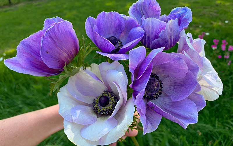 Spring Anemone pastel purple - 10 corms - Large size