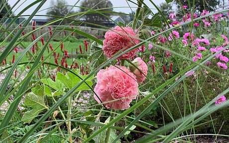 Hollyhock Peaches 'n Dreams - 50 seeds