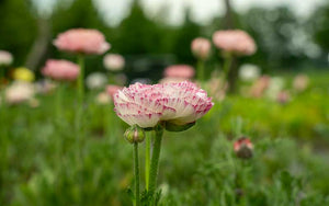 Ranunculus - Ice Cream Dip - 10 corms - large size