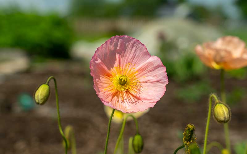 Pavot d'Islande Champagne Rose - 50 graines